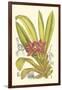 Orchid Plenty II-Samuel Curtis-Framed Art Print