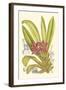 Orchid Plenty II-Samuel Curtis-Framed Art Print