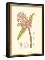 Orchid Plenty III-Samuel Curtis-Framed Art Print