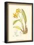 Orchid Plenty IV-Samuel Curtis-Framed Art Print