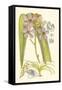 Orchid Plenty V-Samuel Curtis-Framed Stretched Canvas