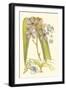 Orchid Plenty V-Samuel Curtis-Framed Art Print