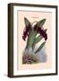 Orchid: Pleurothallis-Roezli-William Forsell Kirby-Framed Art Print