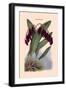 Orchid: Pleurothallis-Roezli-William Forsell Kirby-Framed Art Print