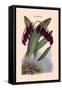 Orchid: Pleurothallis-Roezli-William Forsell Kirby-Framed Stretched Canvas