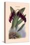 Orchid: Pleurothallis-Roezli-William Forsell Kirby-Stretched Canvas