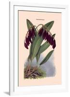 Orchid: Pleurothallis-Roezli-William Forsell Kirby-Framed Art Print