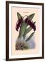 Orchid: Pleurothallis-Roezli-William Forsell Kirby-Framed Art Print