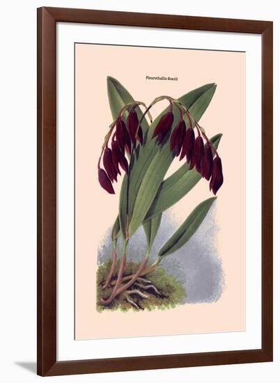 Orchid: Pleurothallis-Roezli-William Forsell Kirby-Framed Art Print