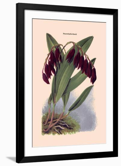 Orchid: Pleurothallis-Roezli-William Forsell Kirby-Framed Art Print