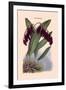 Orchid: Pleurothallis-Roezli-William Forsell Kirby-Framed Art Print