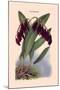 Orchid: Pleurothallis-Roezli-William Forsell Kirby-Mounted Art Print