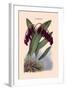 Orchid: Pleurothallis-Roezli-William Forsell Kirby-Framed Art Print