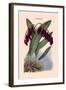 Orchid: Pleurothallis-Roezli-William Forsell Kirby-Framed Art Print