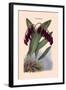 Orchid: Pleurothallis-Roezli-William Forsell Kirby-Framed Art Print