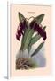 Orchid: Pleurothallis-Roezli-William Forsell Kirby-Framed Art Print