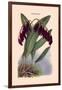 Orchid: Pleurothallis-Roezli-William Forsell Kirby-Framed Art Print