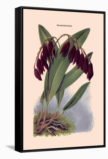Orchid: Pleurothallis-Roezli-William Forsell Kirby-Framed Stretched Canvas