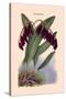 Orchid: Pleurothallis-Roezli-William Forsell Kirby-Stretched Canvas
