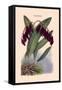 Orchid: Pleurothallis-Roezli-William Forsell Kirby-Framed Stretched Canvas