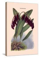 Orchid: Pleurothallis-Roezli-William Forsell Kirby-Stretched Canvas