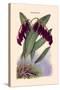 Orchid: Pleurothallis-Roezli-William Forsell Kirby-Stretched Canvas