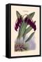 Orchid: Pleurothallis-Roezli-William Forsell Kirby-Framed Stretched Canvas