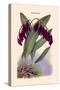 Orchid: Pleurothallis-Roezli-William Forsell Kirby-Stretched Canvas