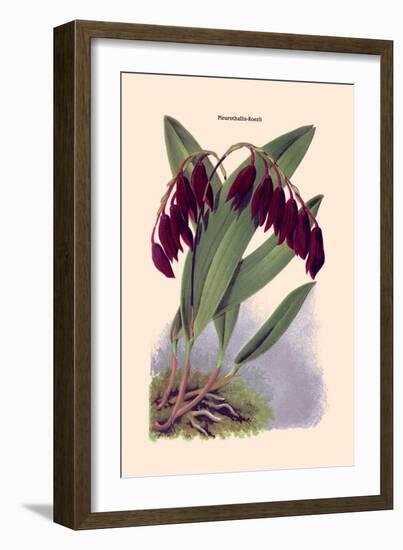 Orchid: Pleurothallis-Roezli-William Forsell Kirby-Framed Art Print