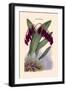 Orchid: Pleurothallis-Roezli-William Forsell Kirby-Framed Art Print