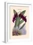 Orchid: Pleurothallis-Roezli-William Forsell Kirby-Framed Art Print