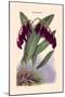 Orchid: Pleurothallis-Roezli-William Forsell Kirby-Mounted Art Print