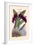 Orchid: Pleurothallis-Roezli-William Forsell Kirby-Framed Art Print