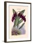 Orchid: Pleurothallis-Roezli-William Forsell Kirby-Framed Art Print