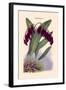 Orchid: Pleurothallis-Roezli-William Forsell Kirby-Framed Art Print