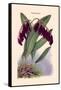 Orchid: Pleurothallis-Roezli-William Forsell Kirby-Framed Stretched Canvas