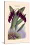 Orchid: Pleurothallis-Roezli-William Forsell Kirby-Stretched Canvas