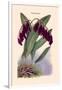 Orchid: Pleurothallis-Roezli-William Forsell Kirby-Framed Art Print