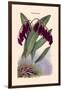 Orchid: Pleurothallis-Roezli-William Forsell Kirby-Framed Art Print