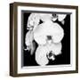 Orchid Portrait I-Jeff Maihara-Framed Giclee Print