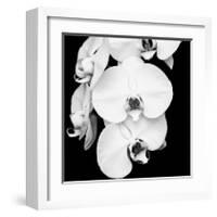 Orchid Portrait I-Jeff Maihara-Framed Giclee Print