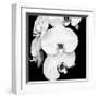 Orchid Portrait I-Jeff Maihara-Framed Giclee Print