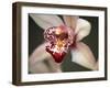 Orchid Portrait I-Nicole Katano-Framed Photo