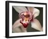 Orchid Portrait I-Nicole Katano-Framed Photo