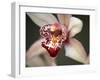 Orchid Portrait I-Nicole Katano-Framed Photo