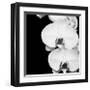 Orchid Portrait II-Jeff Maihara-Framed Giclee Print