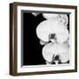 Orchid Portrait II-Jeff Maihara-Framed Giclee Print