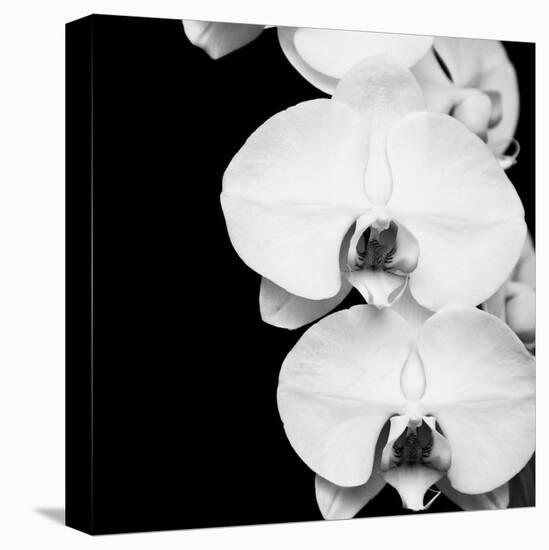 Orchid Portrait II-Jeff Maihara-Stretched Canvas