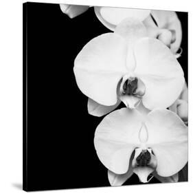 Orchid Portrait II-Jeff Maihara-Stretched Canvas