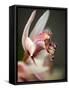 Orchid Portrait III-Nicole Katano-Framed Stretched Canvas